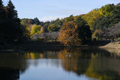 師走の公園