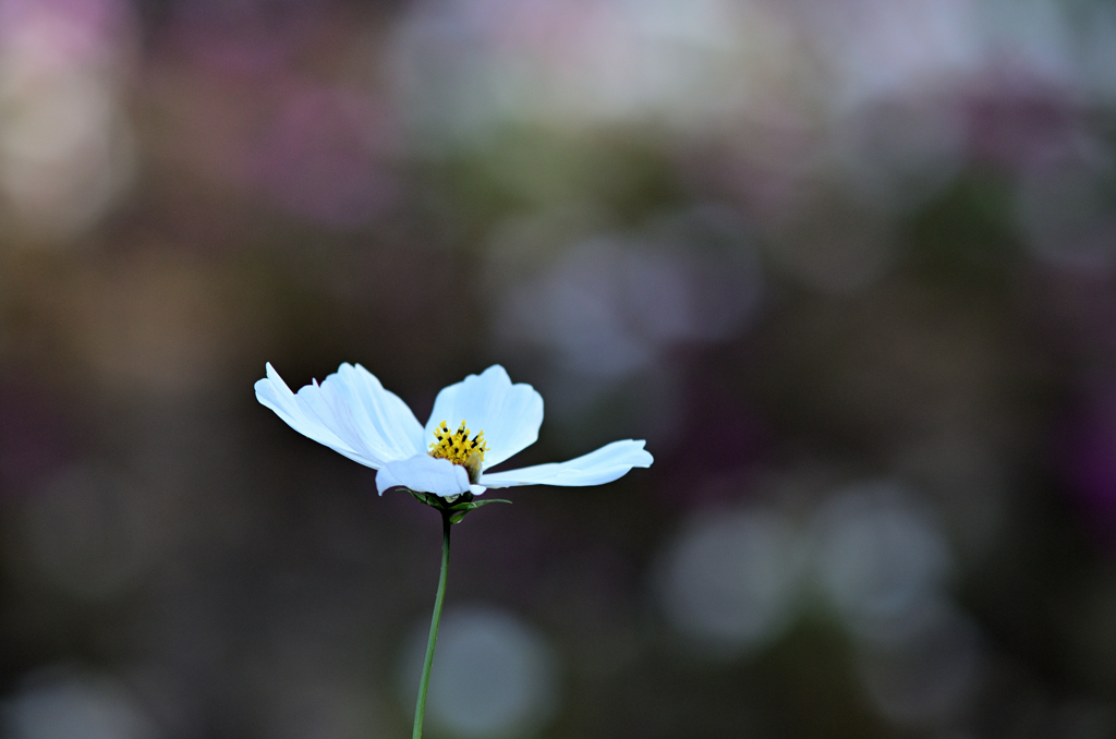 D7K_2099R