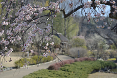 花木園の梅