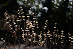 冬の段菊