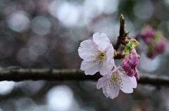 さくら2019-2