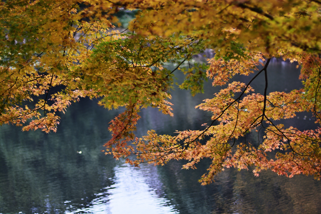 池の上の紅葉