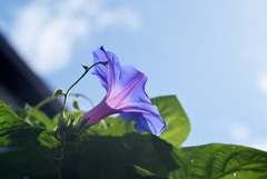 秋空に夏花