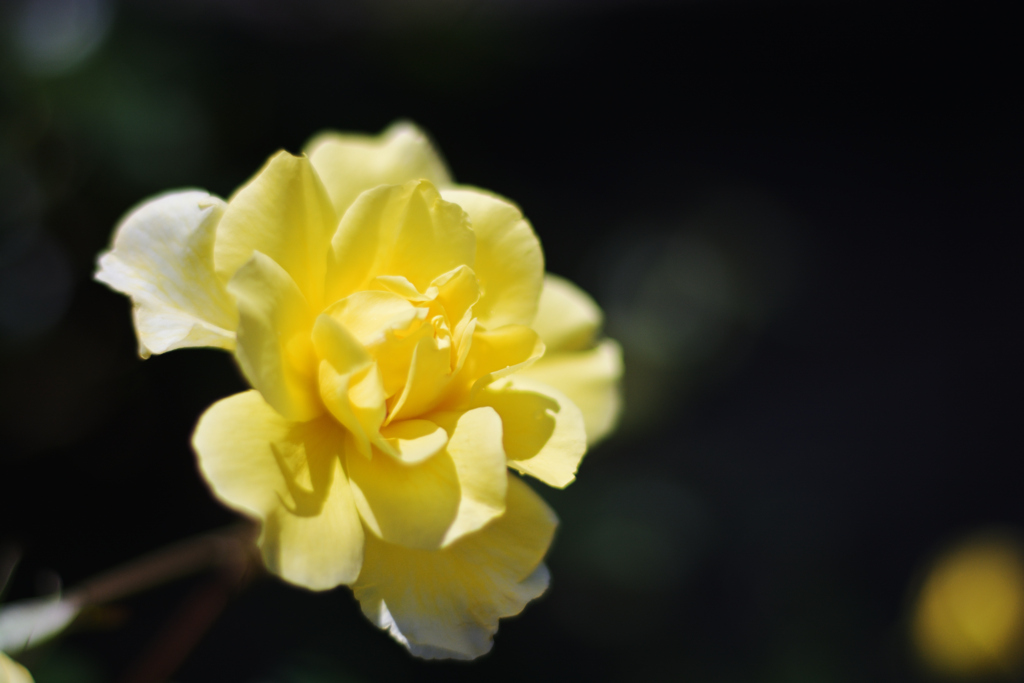 輝花