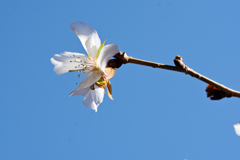 冬空に花