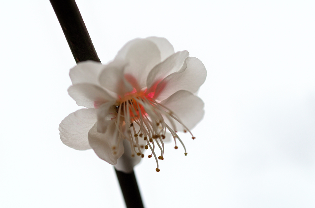 さくら2019-2