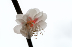 さくら2019-2