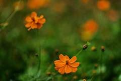 D6H_5725_Raw