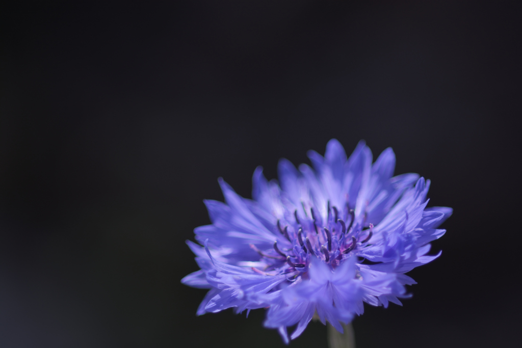 Blue purple