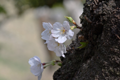 開花