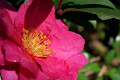 クセノタータイプのレンズ