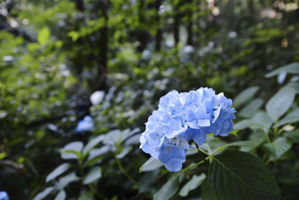 D6H_5278_Raw