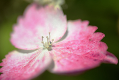 装飾花