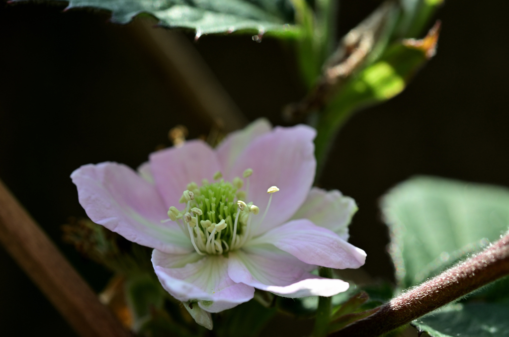 D7K_6211R