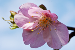 河津桜