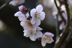 花香実(ハナカミ)