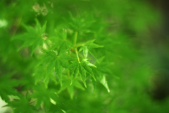 72H_8629R