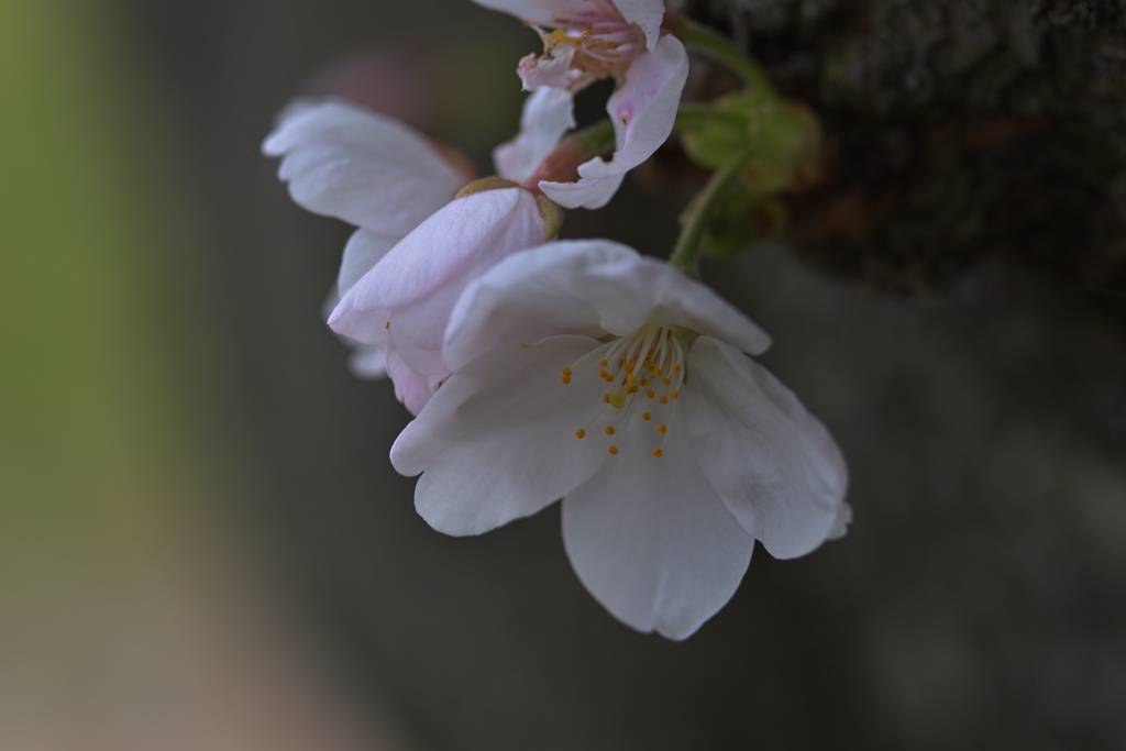 老木に咲く