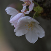 老木に咲く