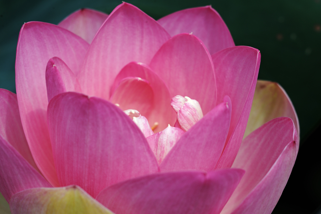 8月下旬の蓮の花
