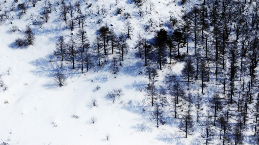 雪原