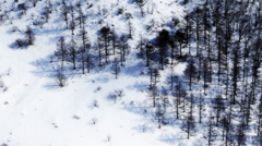 雪原