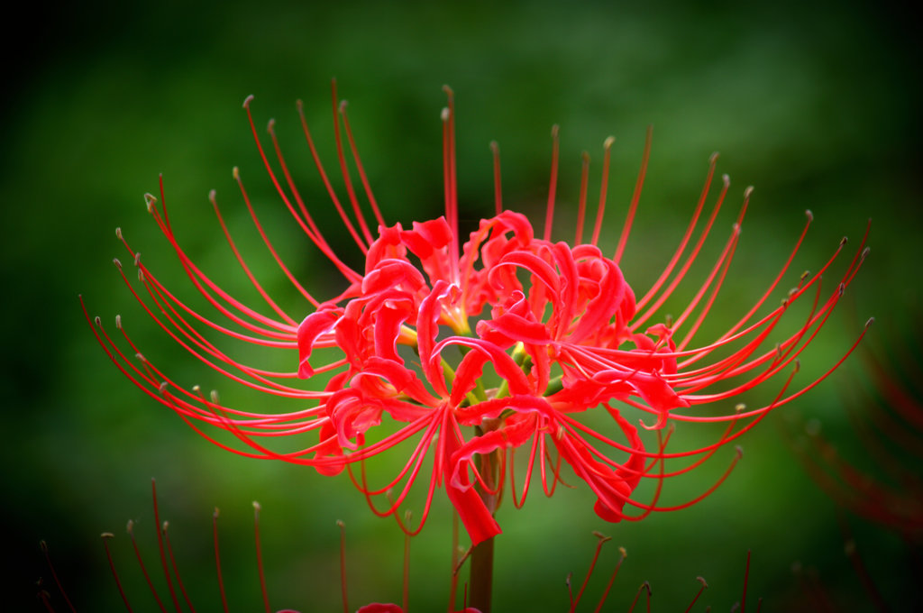 曼珠沙華