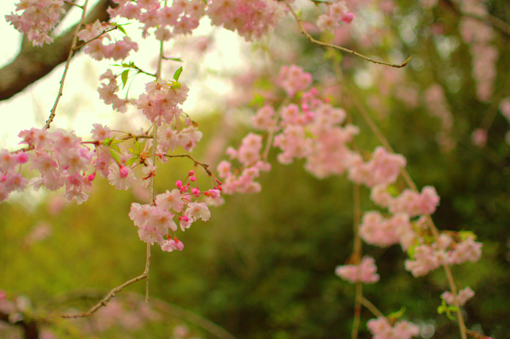枝垂れ桜