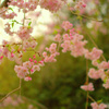 枝垂れ桜
