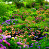紫陽花畑