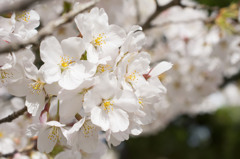 桜の花