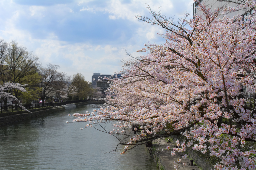 北野天満宮の桜