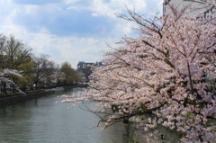 北野天満宮の桜