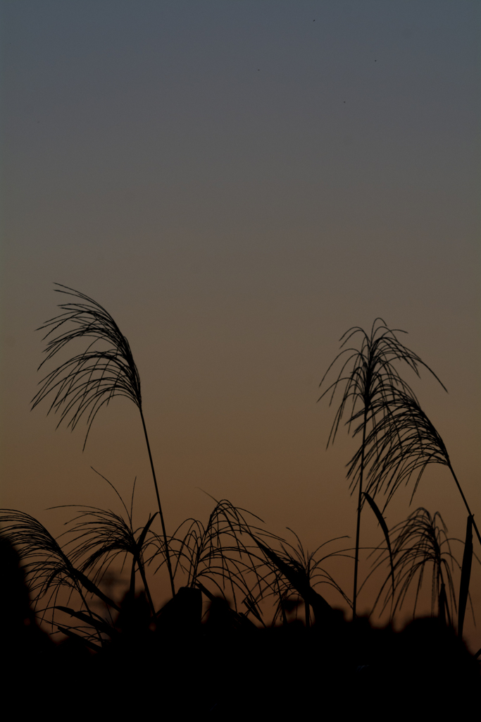 ススキと秋の夕暮れ