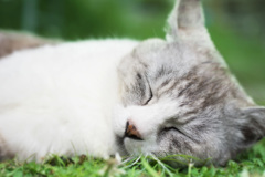 zzz