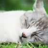zzz