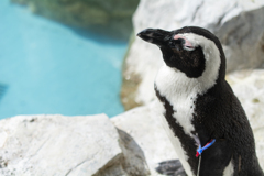 ペンギン水族館