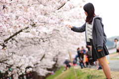 桜祭り