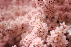 桜のうねり