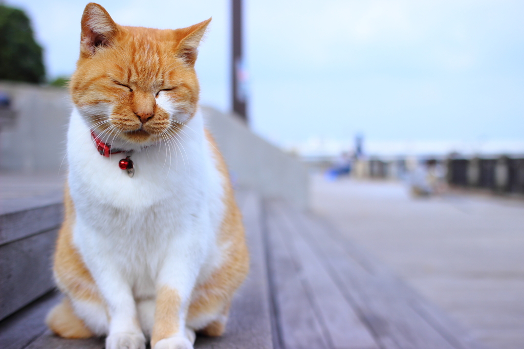 江ノ島ねこ