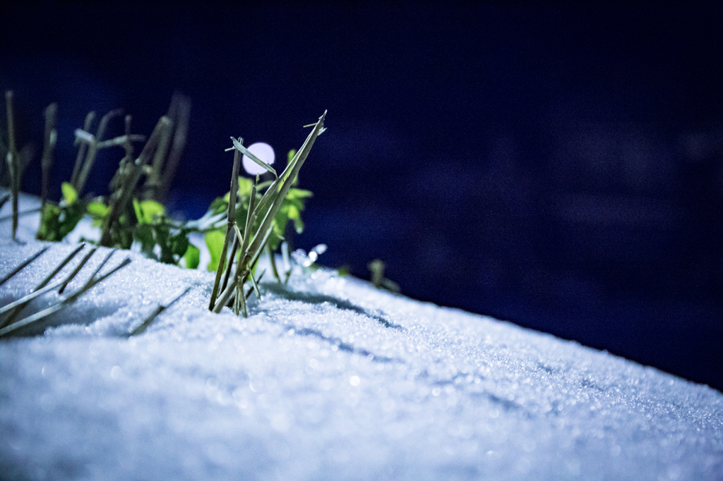 雪草