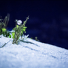 雪草