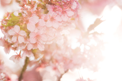 河津桜