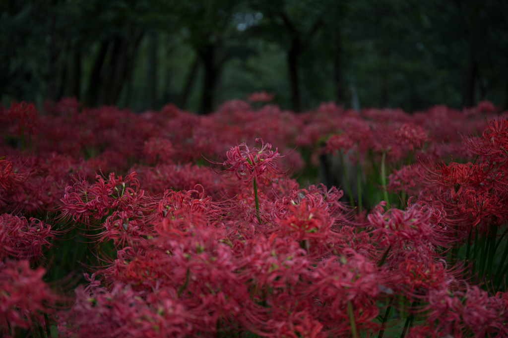 群生の曼珠沙華