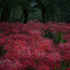 群生の曼珠沙華