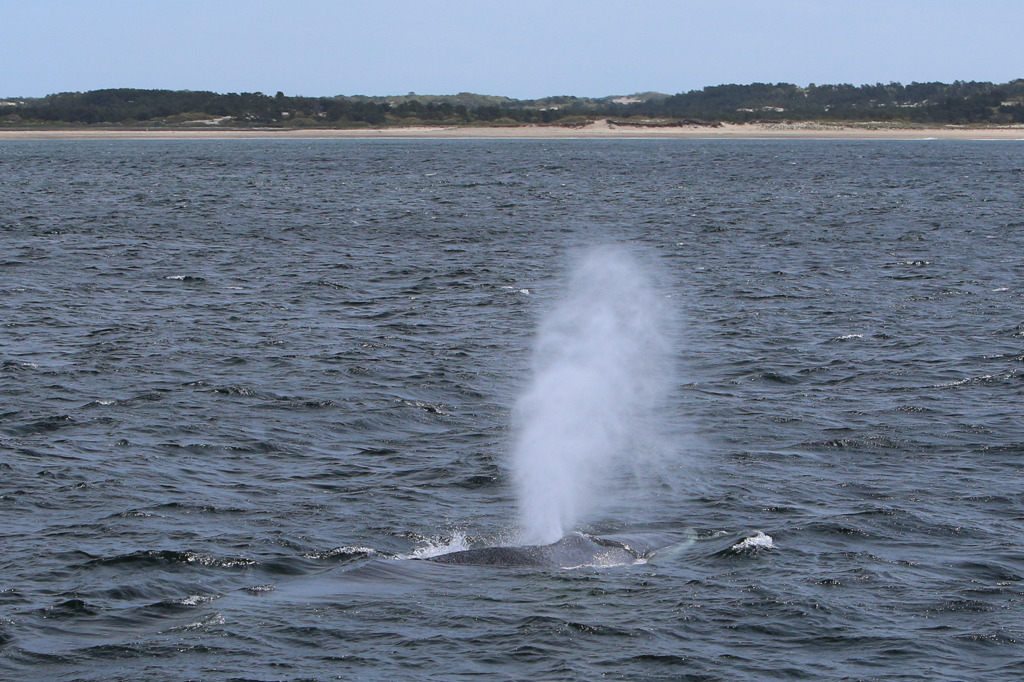 Cape Cod Whale Watching 1/7
