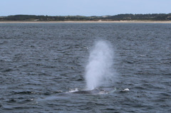 Cape Cod Whale Watching 1/7