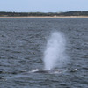 Cape Cod Whale Watching 1/7