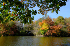 Fall foliage in NYC #4