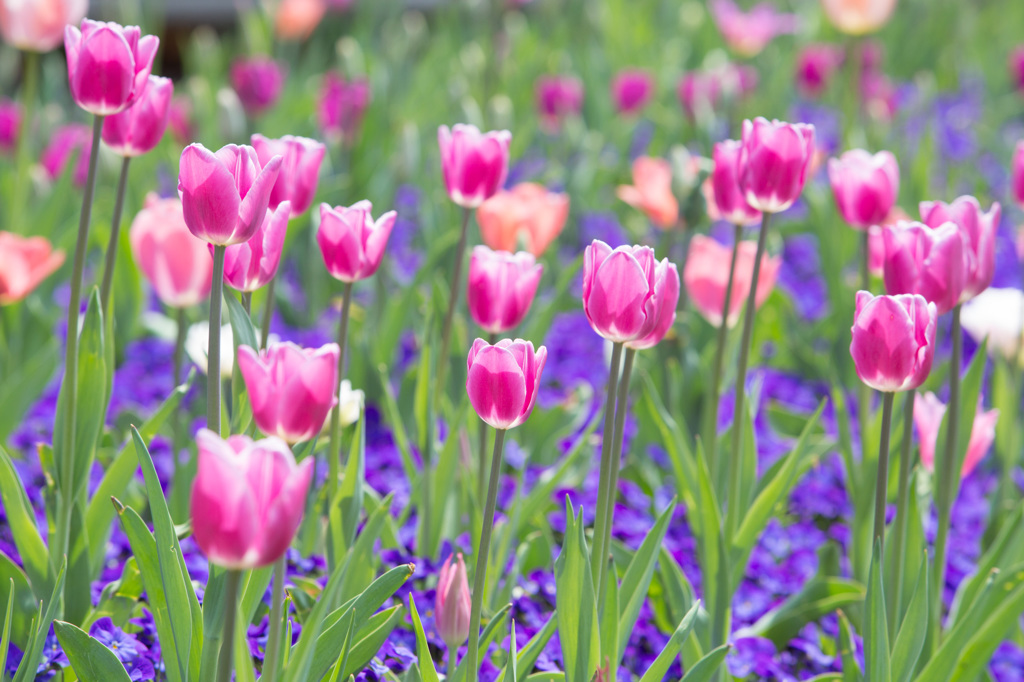 New York Botanical Garden